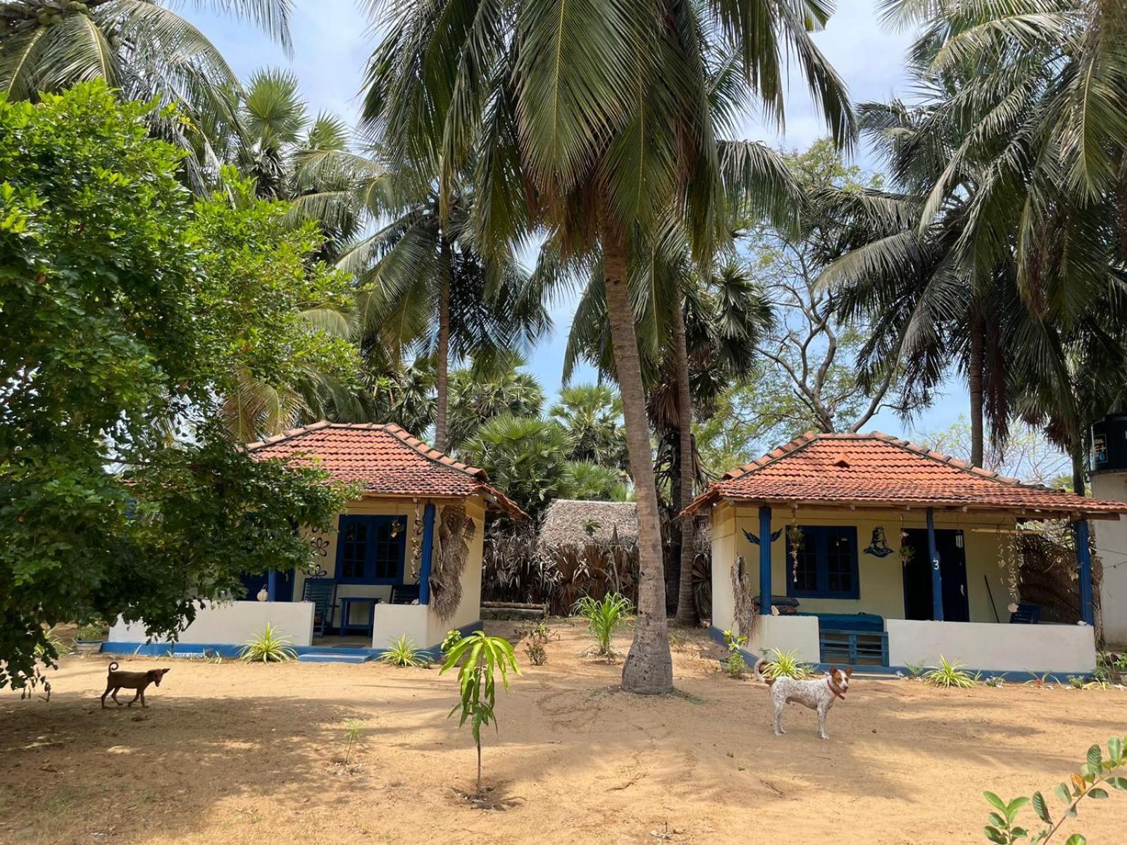 Araliya Villa คัลพิทิยา ภายนอก รูปภาพ