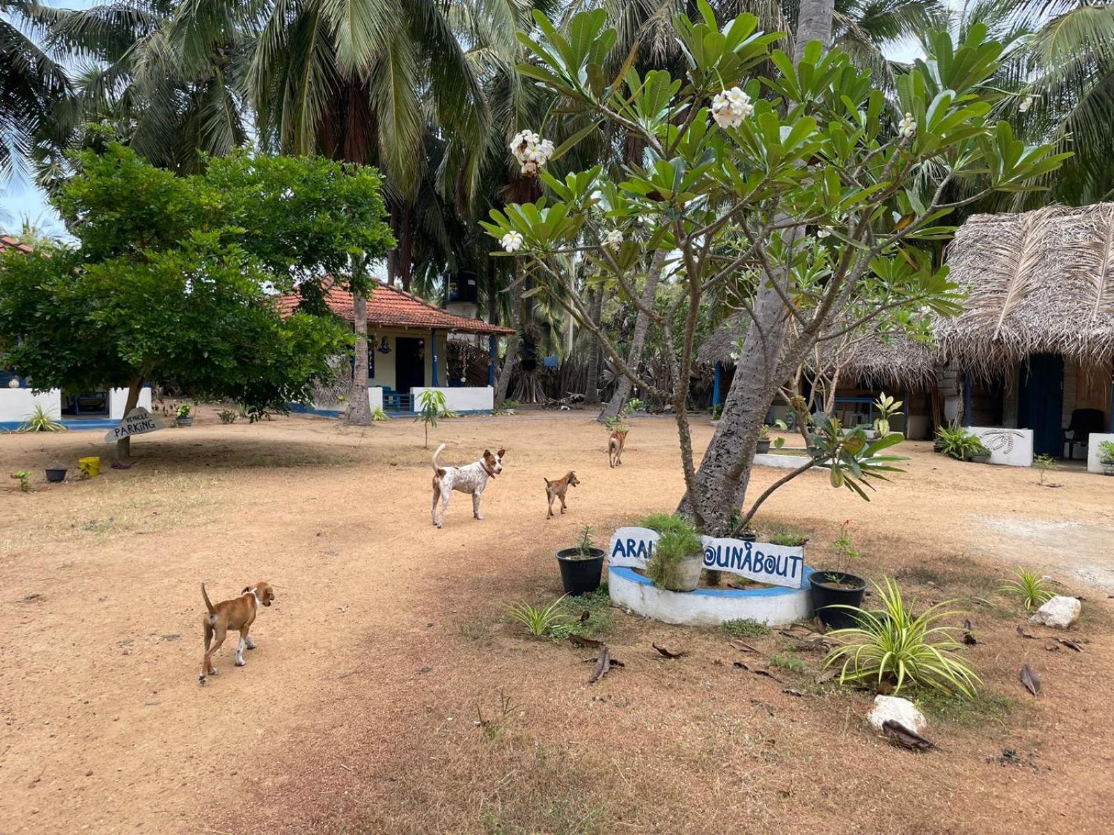 Araliya Villa คัลพิทิยา ภายนอก รูปภาพ